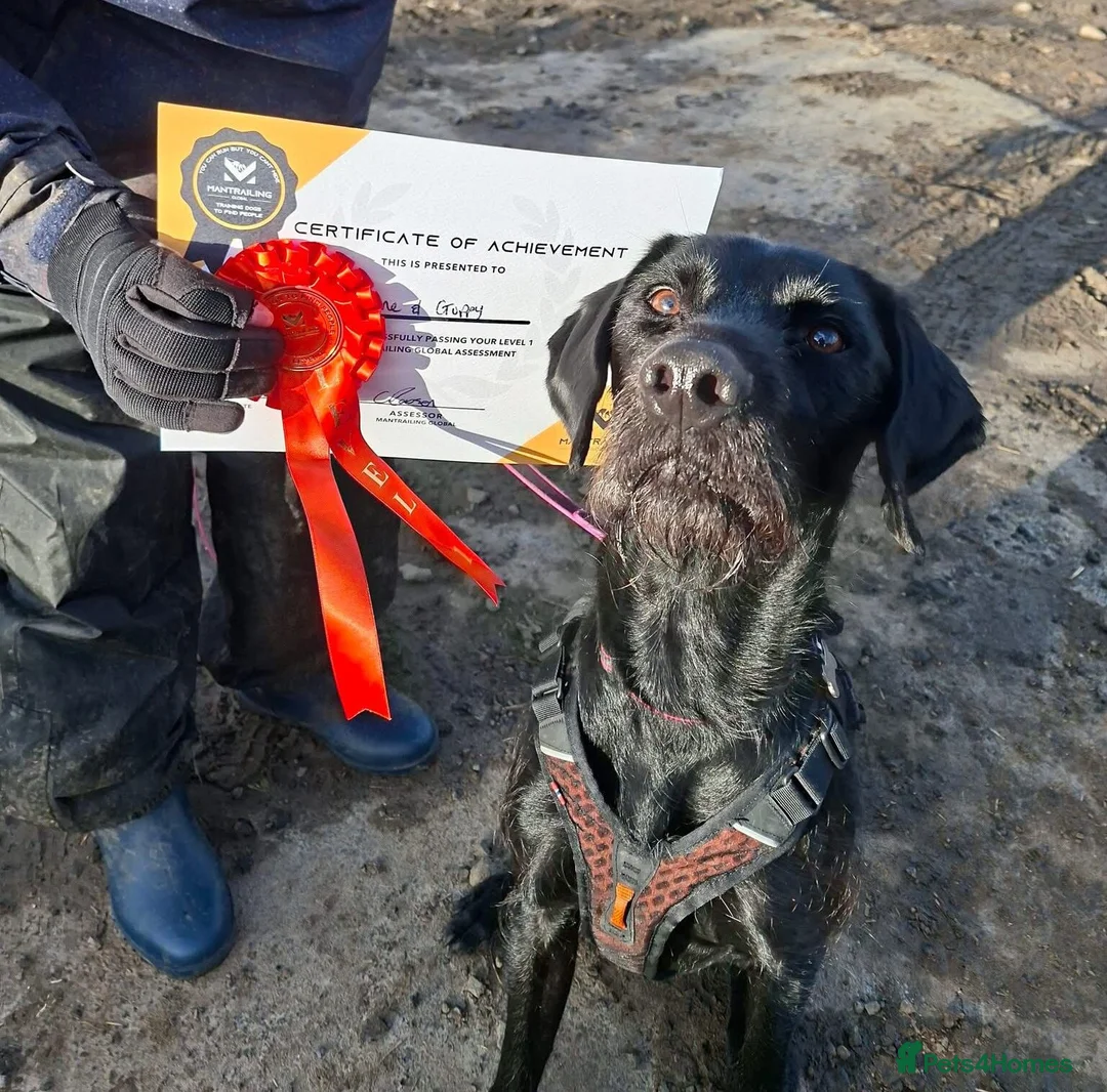 German Wirehaired Pointer dogs for adoption: Guppy - GWP x lab in Consett - Advert 1