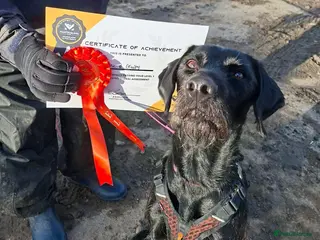 German Wirehaired Pointer dogs Guppy - GWP x lab - Advert 1