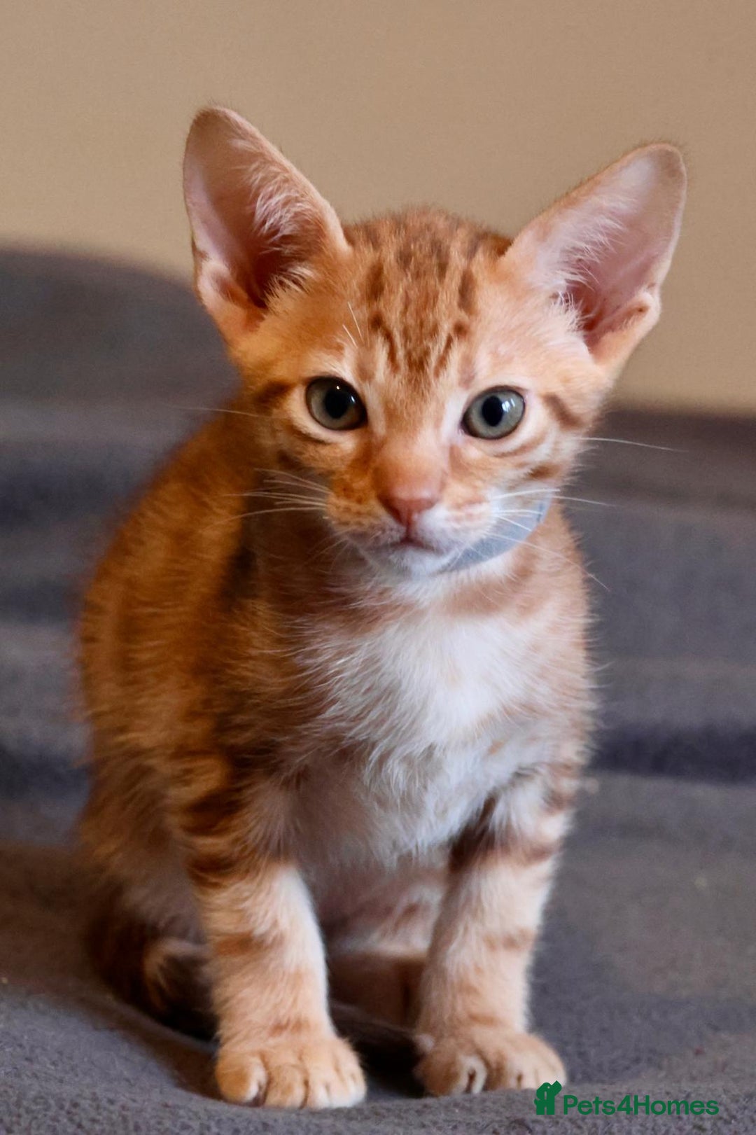 Ocicat cats for sale: Stunning Ocicat Kittens in Aberdeenshire - Advert 15