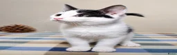 Mixed Breed cats for sale: Beautiful Home-Raised Kittens – Ready at 12 Weeks - Advert 27