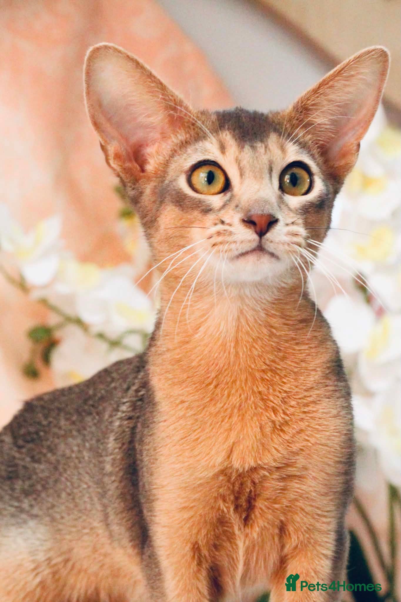 Abyssinian cats     Gorgeous kittens from champion parents 😽 - Advert 10