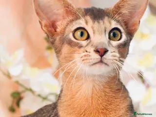 Abyssinian cats Gorgeous kittens from champion parents 😽 - Advert 8