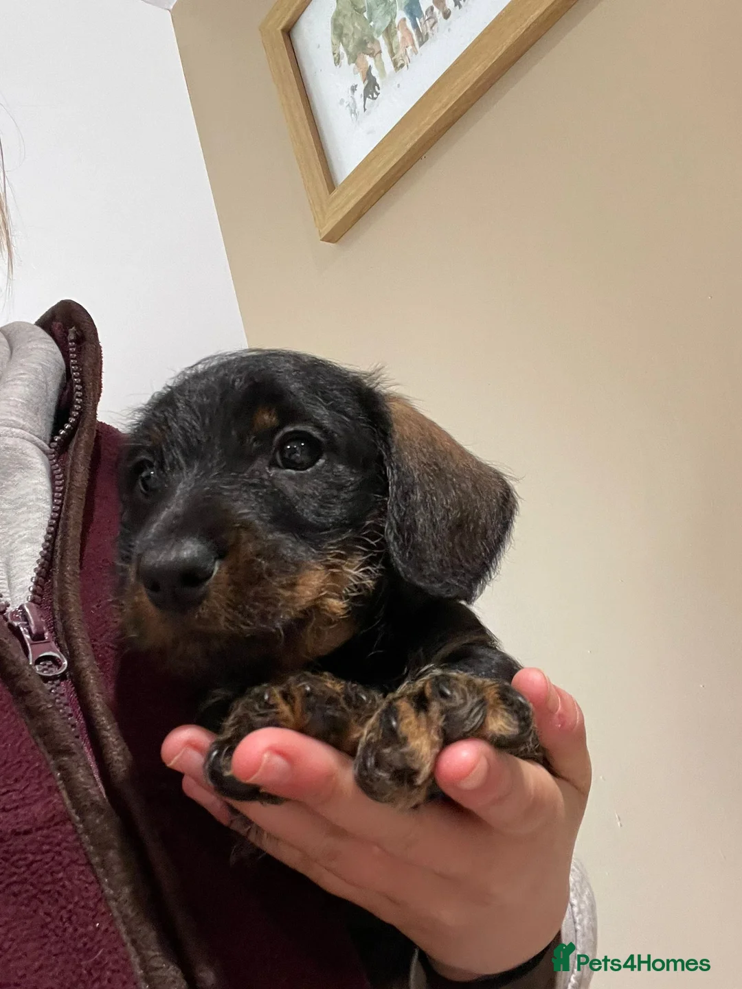 Dachshund dogs for sale: 2 male Standard Wirehaired Dachshund puppies  - Advert 7