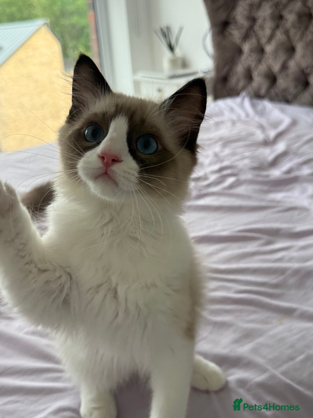 Ragdoll cats for sale: 💗 Tica Reg Ragdoll Kittens  - Image 9