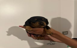 Miniature Dachshund dogs for sale: ✨Mini Smooth Hair Dachshund Ready 18/10/2025 ✨ - Image 7