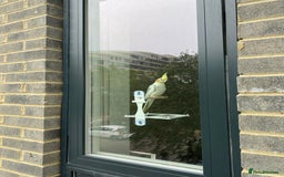 Cockatiels birds for sale: Hand-reared Fully Tame Cockatiel for Rehoming  in London - Image 7