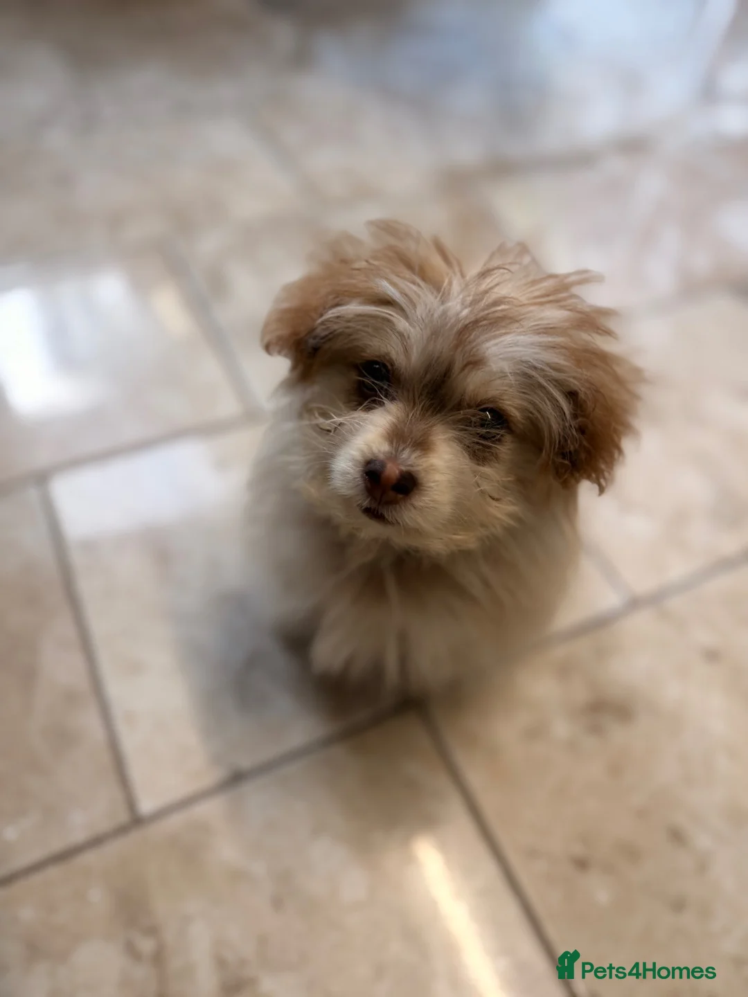 Mixed Breed dogs for sale: Toy poodle, pomeranian, husky in London - Advert 1