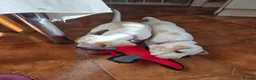 Beagle dogs for sale: Health Tested & Kennel Club Registered Beagle Pups - Advert 33