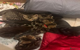 Domestic Shorthair cats for sale: Female Kittens for Sale - Image 4