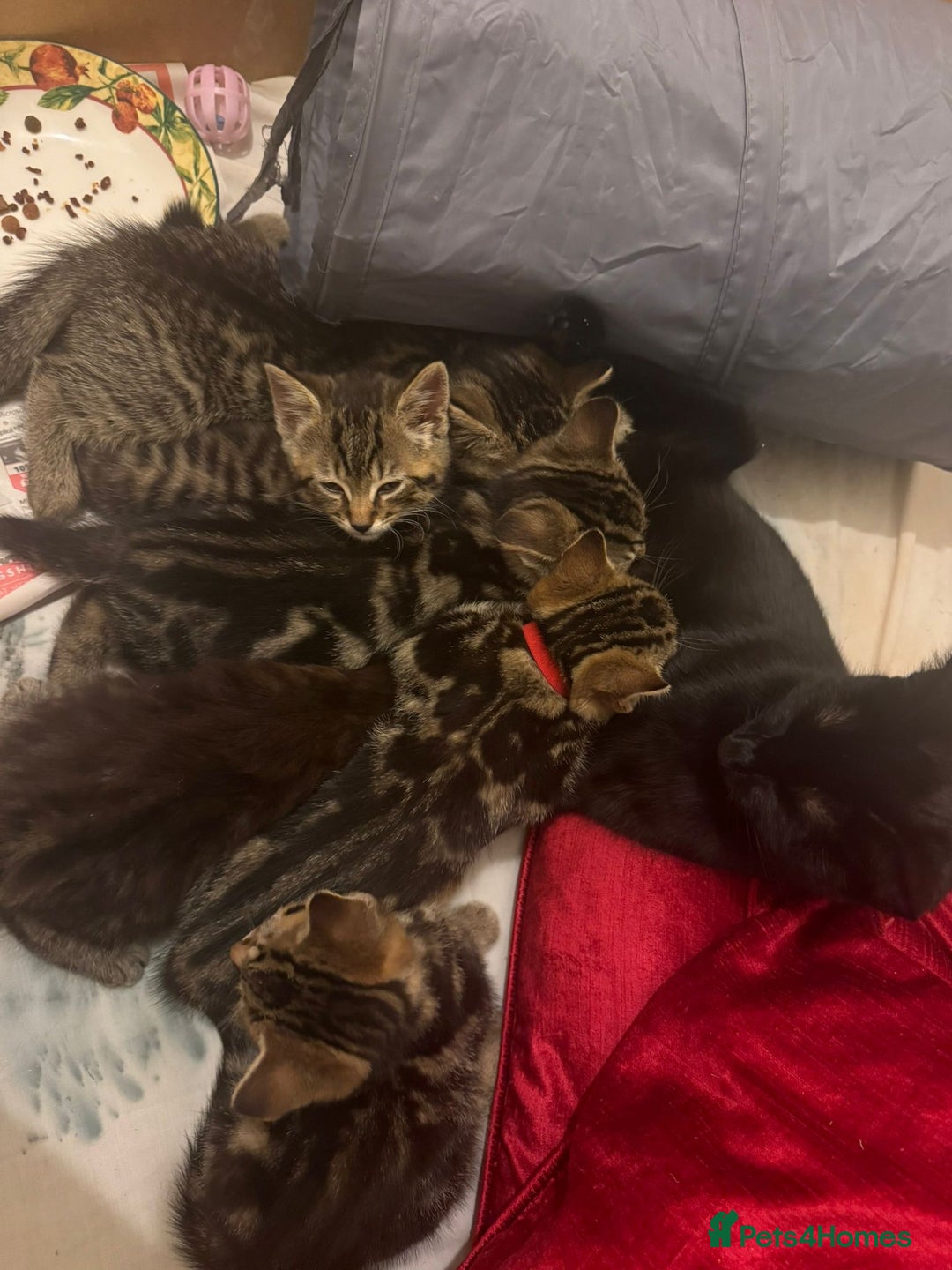 Domestic Shorthair cats for sale: Female Kittens for Sale - Image 4