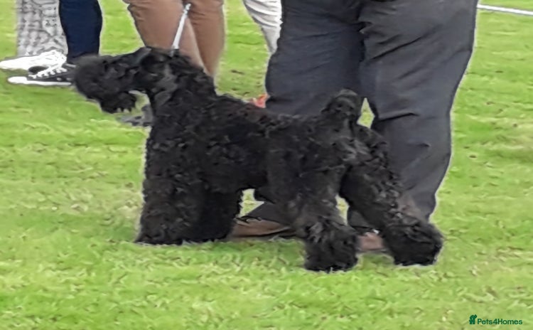 Kerry Blue Terrier dogs SUPERB LITTER OF KERRY BLUE TERRIERS - Advert 1
