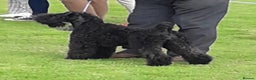 Kerry Blue Terrier dogs for sale: SUPERB LITTER OF KERRY BLUE TERRIERS - Advert 1