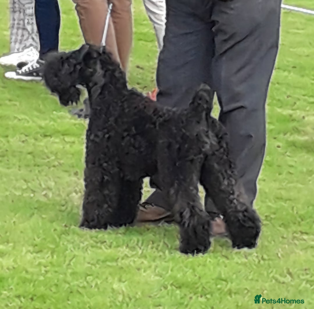 Kerry Blue Terrier dogs for sale: SUPERB LITTER OF KERRY BLUE TERRIERS - Advert 1