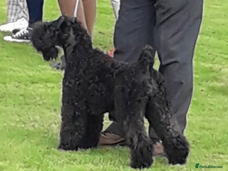 Kerry Blue Terrier dogs for sale: SUPERB LITTER OF KERRY BLUE TERRIERS - Advert 1
