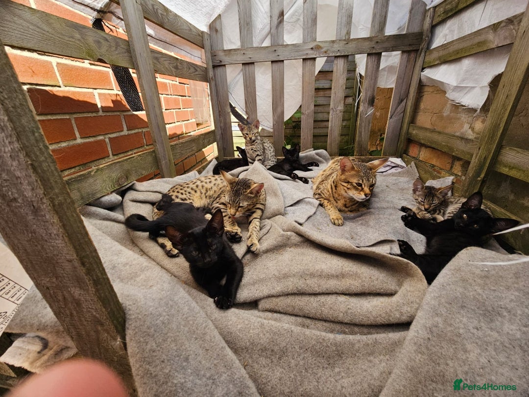Savannah cats for sale: Savannah cat F4 - Image 5