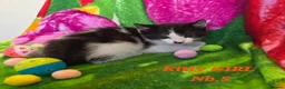 American Shorthair cats for sale: 5 Kittens in Barking - Advert 6
