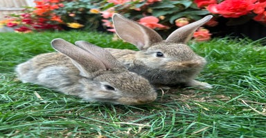 Continental Giant rabbits - Advert 11