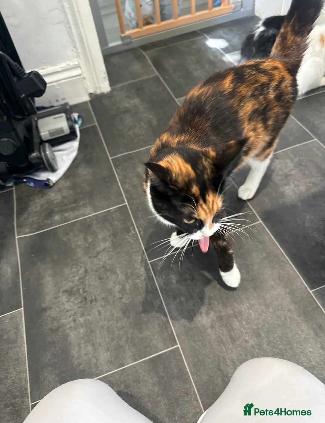 British Shorthair cats for sale: 1 boy kitten left - Advert 2