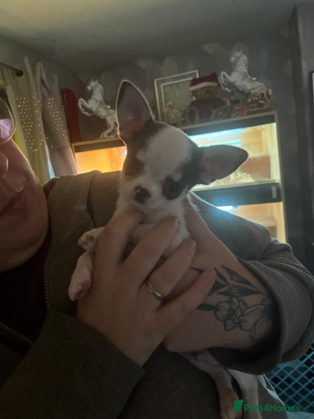 Chihuahua dogs for sale: Show potential smooth coat Chihuahuas  - Advert 2