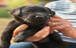 Labrador Retriever dogs for sale: Working Labrador Puppies - 3 boys remaining - Image 3