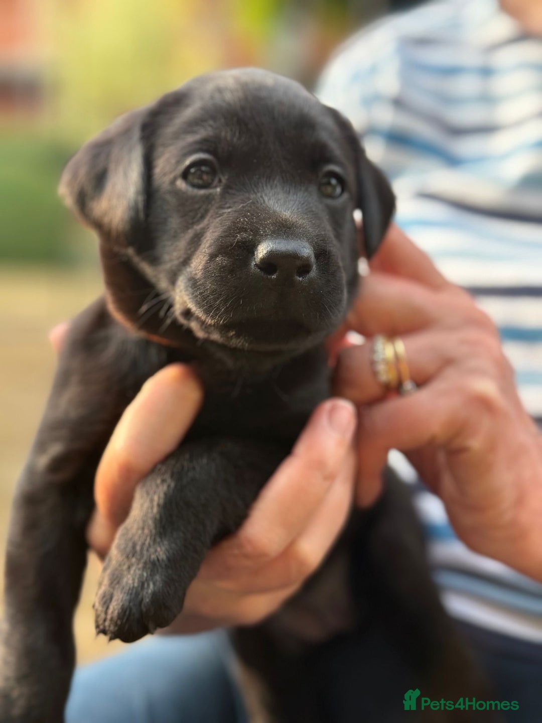 Labrador Retriever dogs for sale: Working Labrador Puppies - 3 boys remaining - Image 3