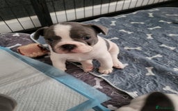 French Bulldog dogs for sale: KC Registered Frenchies ONLY 3 LEFT - Image 26