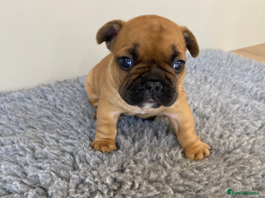 French Bulldog dogs for sale: KC French Bulldog Pups Tiger Brindle, Tan & Black  - Image 8