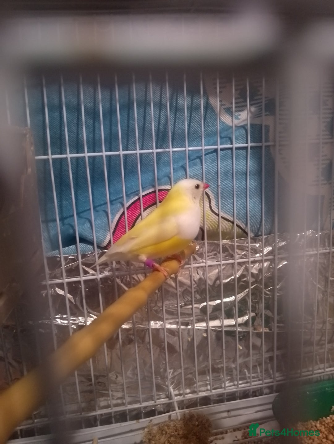 Finches birds for sale: Gouldian finches for sale  - Image 4
