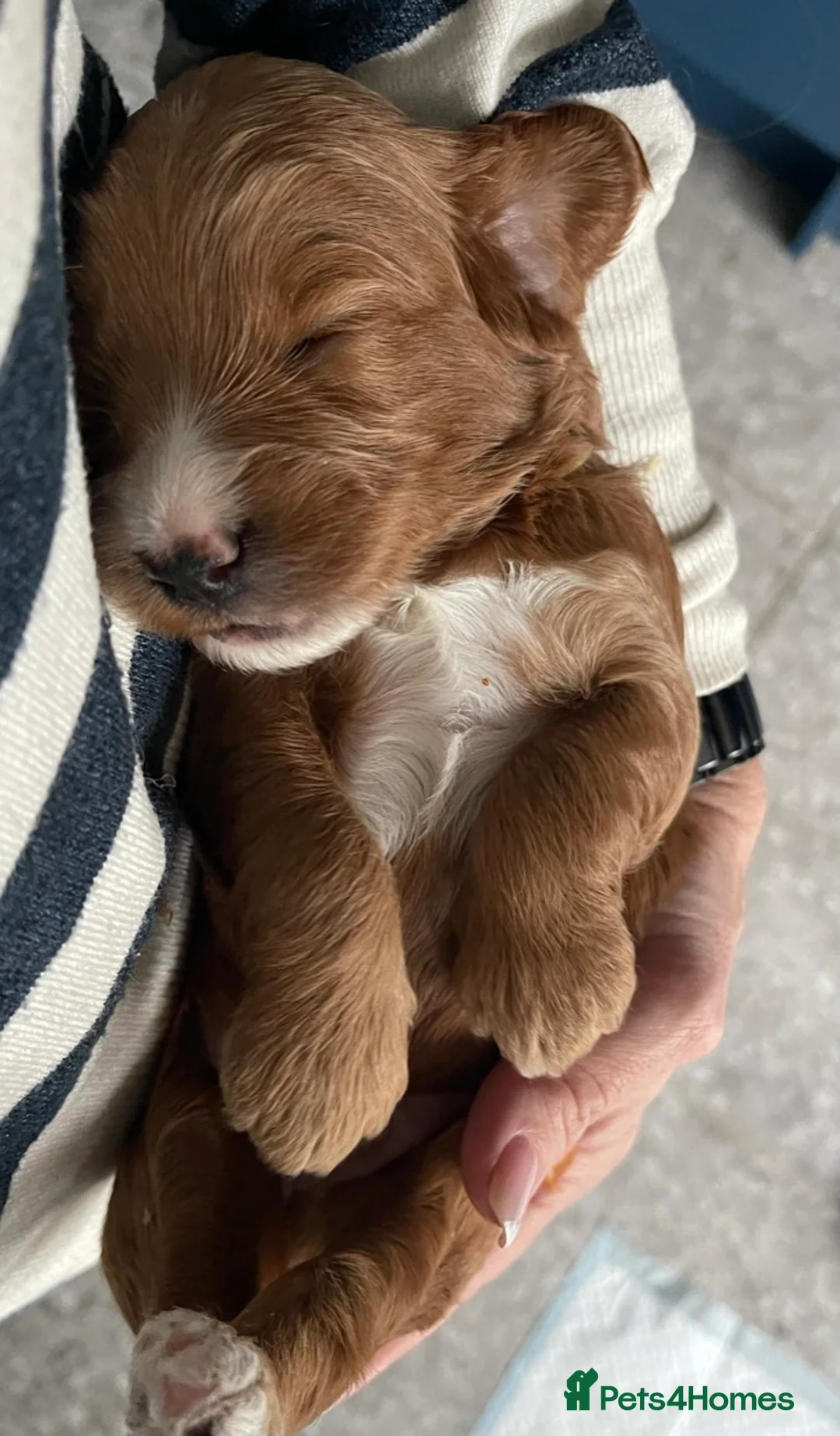 Cockapoo dogs for sale: Cockapoo puppies in Sevenoaks- One girl available - Advert 20
