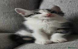 Maine Coon cats for sale: 3/4 mainecoon kittens polydactyl  - Image 16