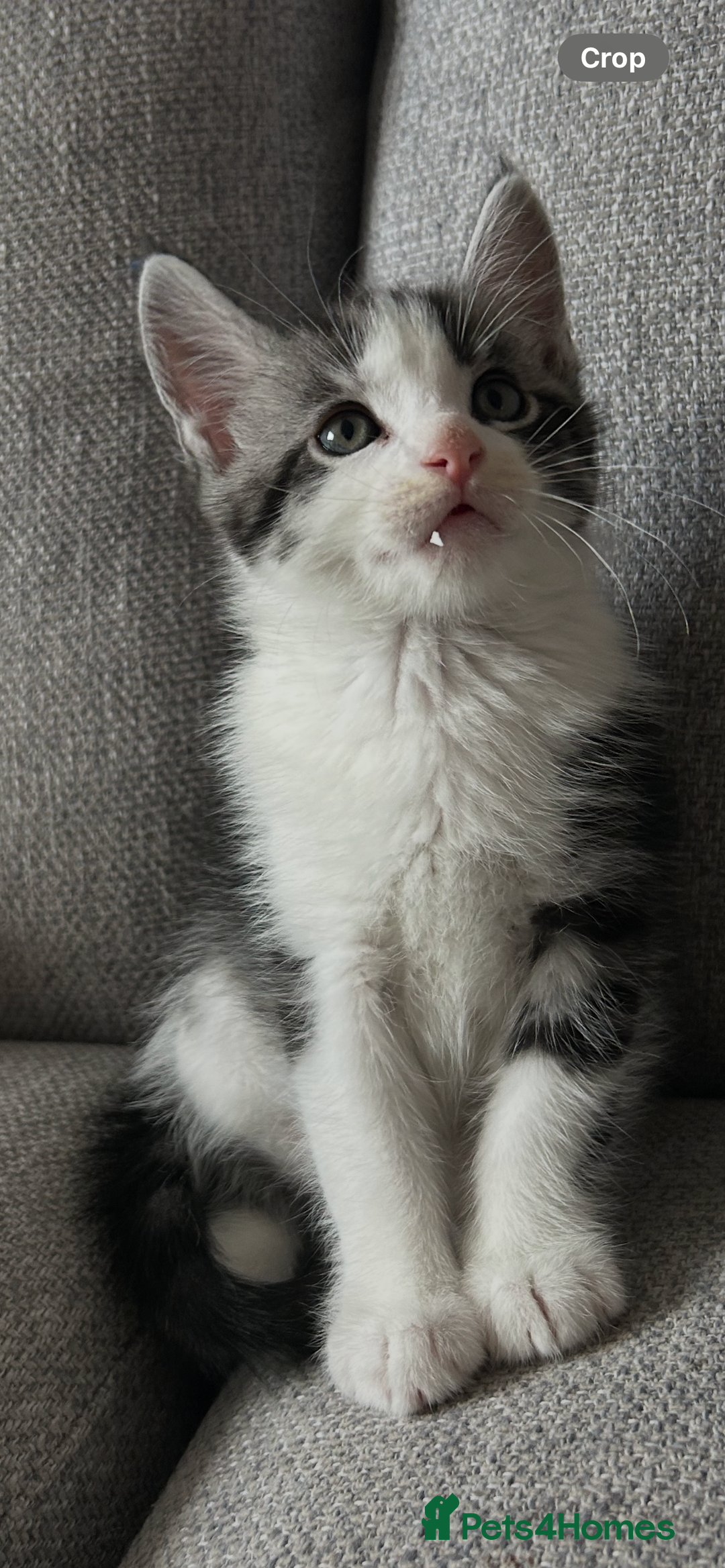Maine Coon cats for sale: 3/4 mainecoon kittens polydactyl  - Image 16