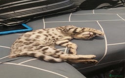 Bengal cats for sale: Stunning bengal cat  - Image 2