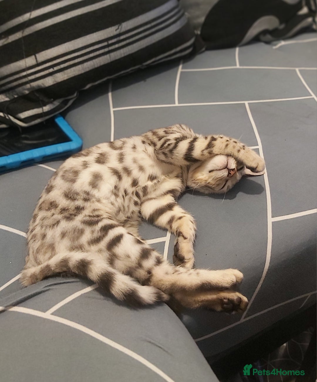 Bengal cats for sale: Stunning bengal cat  - Image 2