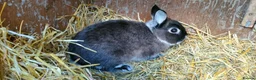 Netherland Dwarf rabbits for sale: Cute, diddy, young Netherland Dwarves 2girls 1 boy in Bury - Advert 11