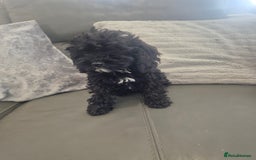 Cavapoo dogs for sale: Stunning Cavapoo Babies - ready this weekend - Image 22