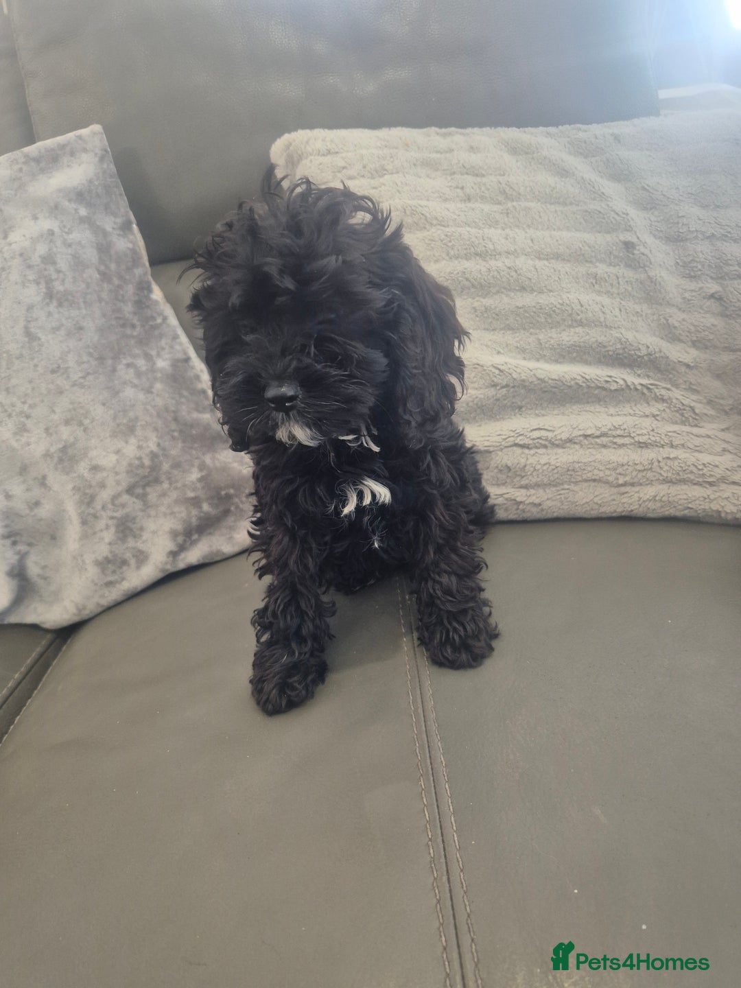 Cavapoo dogs for sale: Stunning Cavapoo Babies - ready this weekend - Image 22
