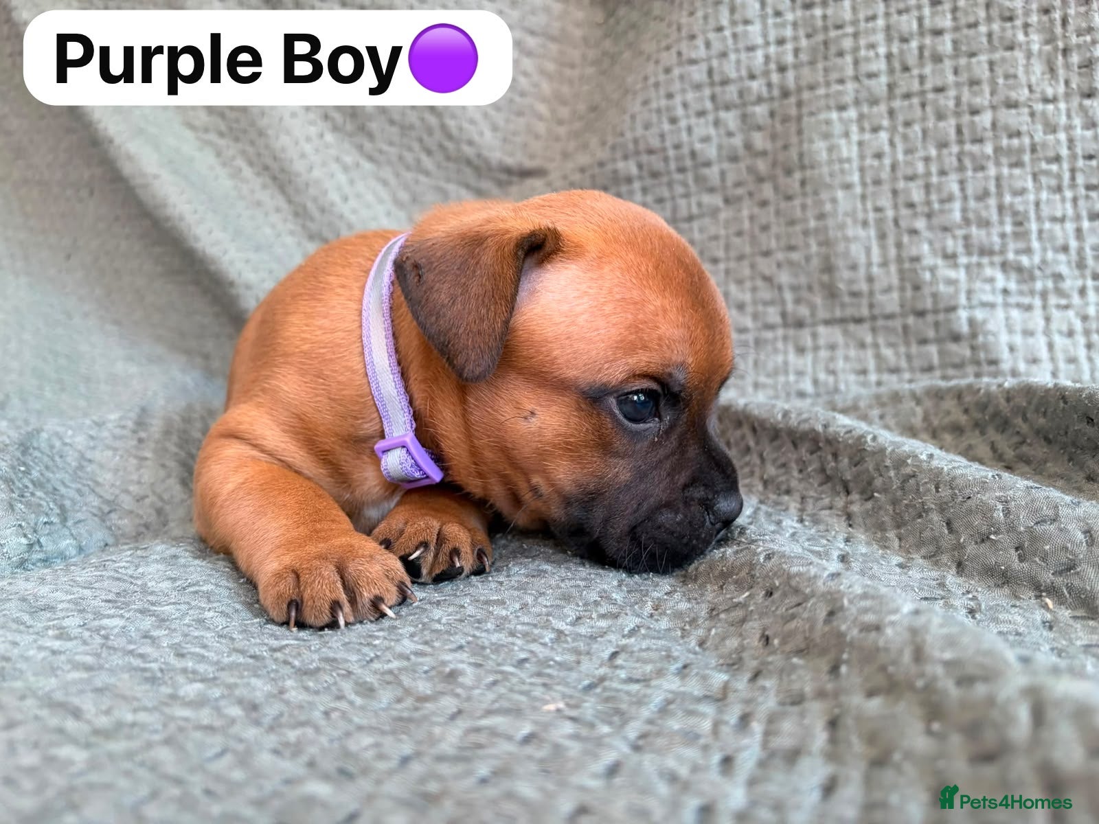 Staffordshire Bull Terrier dogs Stunning Red Staffordshire Bull Terrier Puppies - Advert 2