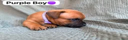 Staffordshire Bull Terrier dogs for sale: Stunning Red Staffordshire Bull Terrier Puppies - Advert 2