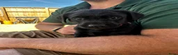 Labrador Retriever dogs for sale: KC Registered Working Labradors  - Advert 5