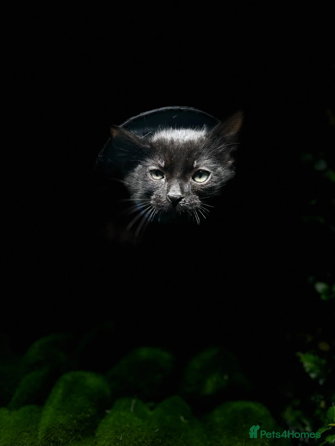 Egyptian Mau cats for sale: TICA Registered Smoke Egyptian Mau last 2 females  - Advert 1
