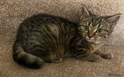 Mixed Breed cats for sale: Gorgeous British Shorthair / Bengal Kittens - Image 2