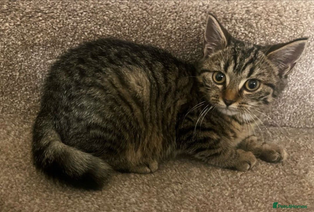 Mixed Breed cats for sale: Gorgeous British Shorthair / Bengal Kittens - Image 2