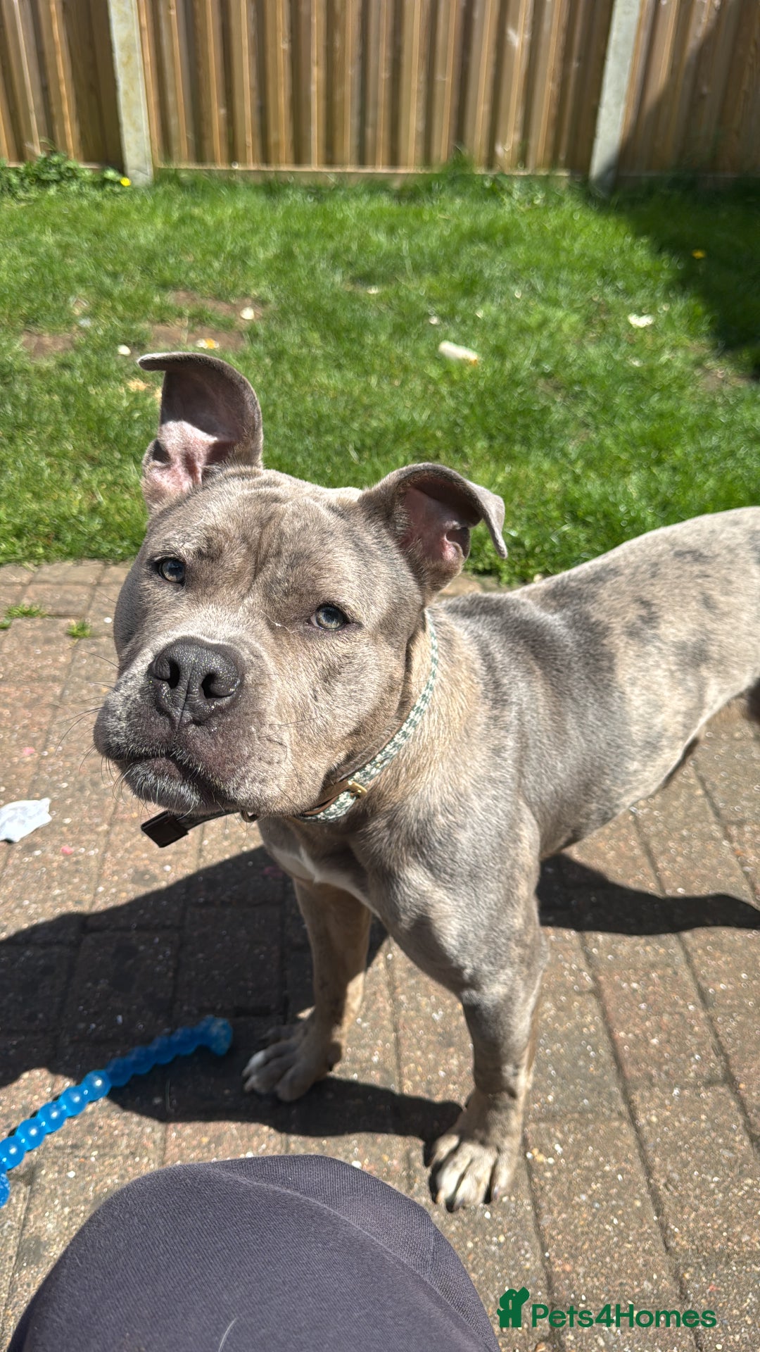 Dorset Olde Tyme Bulldogge dogs for sale: Gorgeous male looking for new home  - Advert 3