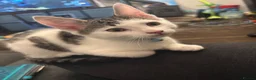 Domestic Shorthair cats for sale: Male tabby kitten in Birmingham - Advert 6
