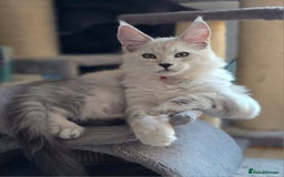 Maine Coon cats for sale: Large Silver Shaded Maine Coon kittens  - Image 2
