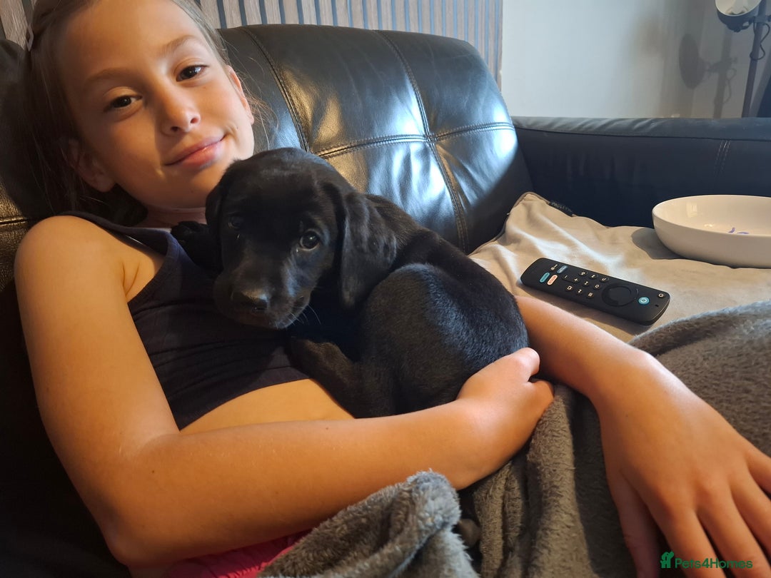 Labrador Retriever dogs for sale: Beautiful Labrador Puppies **READY NOW** - Image 23