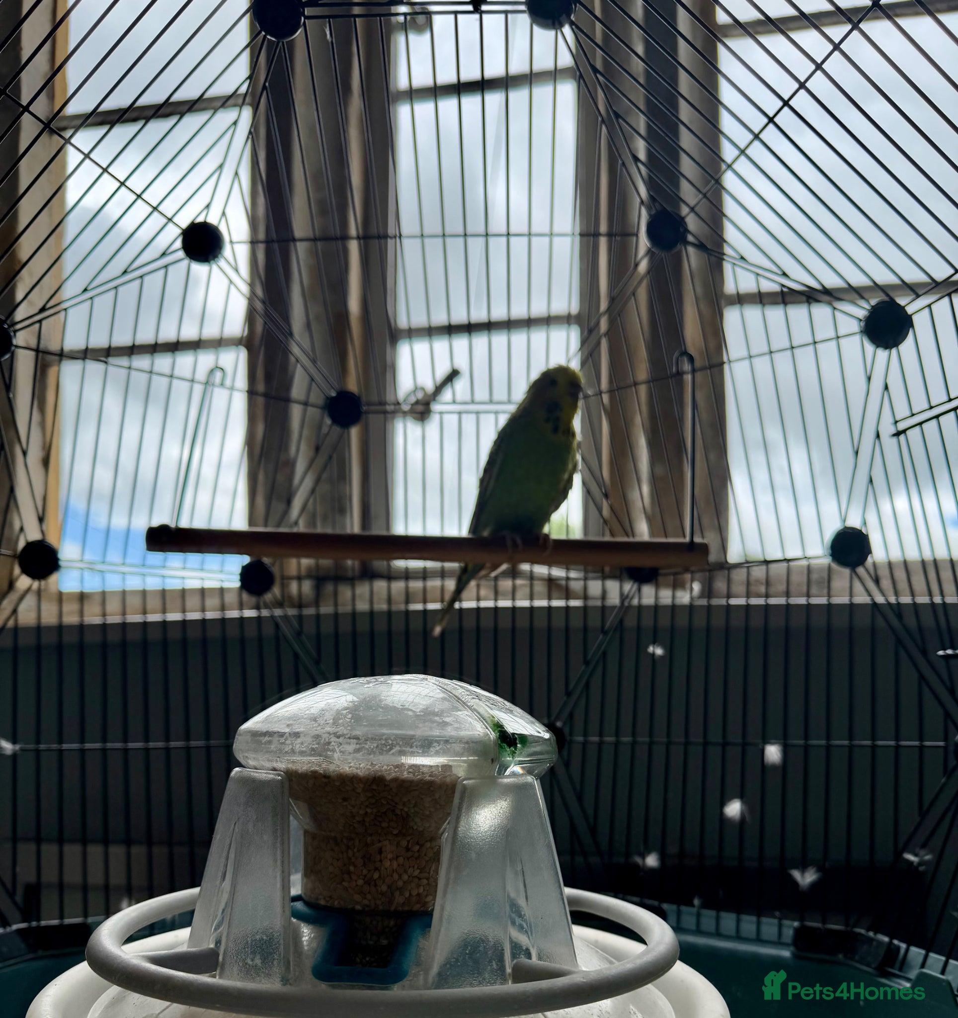 Budgerigars birds for sale: 3 year old Budgie - For Sale - Advert 4