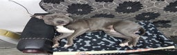 Staffordshire Bull Terrier dogs for sale: Staffordshire bull terrier  - Advert 5