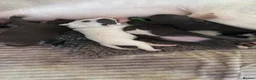 Staffordshire Bull Terrier dogs for sale: Lovely staffie pups   - Advert 4