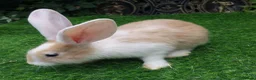 Continental Giant rabbits for sale: PURE Continental Giant Kits - VACCINATED  RESERVE  - Advert 3